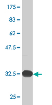 DUSP1 monoclonal antibody (M05), clone 3A9