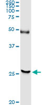 DTYMK purified MaxPab rabbit polyclonal antibody (D01P)