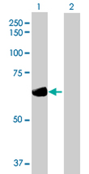 DTNB purified MaxPab mouse polyclonal antibody (B01P)