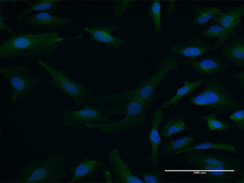 DTNA purified MaxPab mouse polyclonal antibody (B01P)