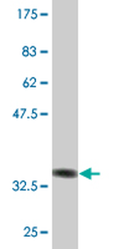 TSC22D3 monoclonal antibody (M02), clone 2B2