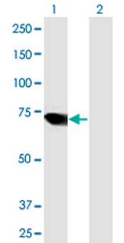 ARID3A purified MaxPab mouse polyclonal antibody (B01P)