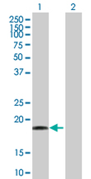 DR1 purified MaxPab mouse polyclonal antibody (B01P)