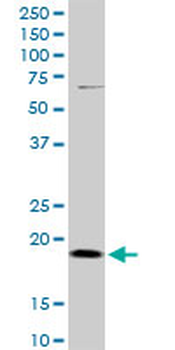 DR1 MaxPab mouse polyclonal antibody (B01)