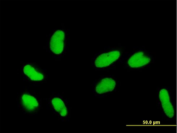 DR1 MaxPab mouse polyclonal antibody (B01)