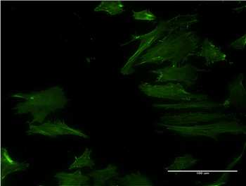 DPH2 monoclonal antibody (M07), clone 3F7