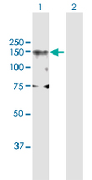 DNMT3A MaxPab rabbit polyclonal antibody (D01)