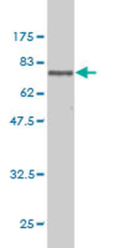 DNMT2 monoclonal antibody (M01), clone 1E12