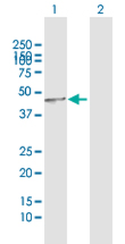 DNASE2 MaxPab rabbit polyclonal antibody (D01)