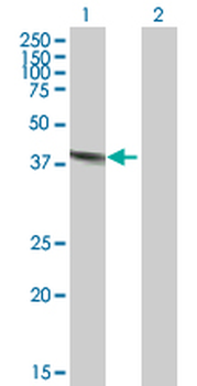 DNASE2 purified MaxPab mouse polyclonal antibody (B01P)
