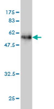 DNASE1L1 monoclonal antibody (M02), clone 4E8