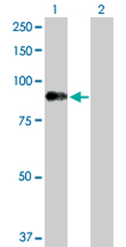 DMPK purified MaxPab rabbit polyclonal antibody (D01P)