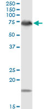 DMPK MaxPab rabbit polyclonal antibody (D01)