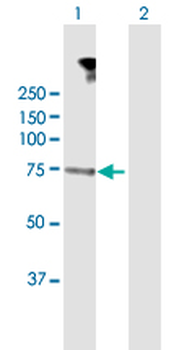 DMPK MaxPab rabbit polyclonal antibody (D01)