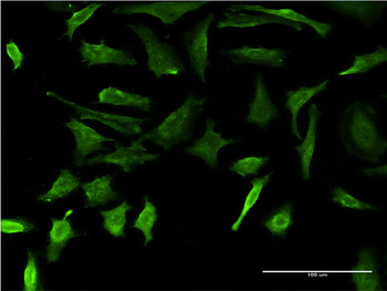 DMP1 monoclonal antibody (M01), clone 1D4