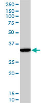 DLX5 monoclonal antibody (M12), clone 3B11