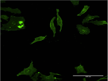 DLX5 monoclonal antibody (M12), clone 3B11