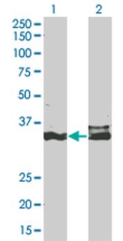 DLX5 monoclonal antibody (M12), clone 3B11