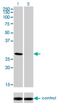 DLX4 monoclonal antibody (M01), clone 1F11