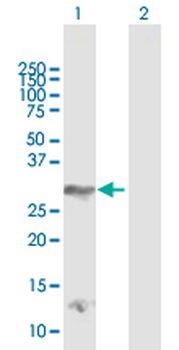 DLX4 MaxPab rabbit polyclonal antibody (D01)