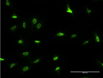 DLX3 monoclonal antibody (M09), clone 3F7