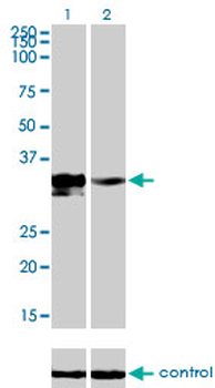 DLX3 monoclonal antibody (M01), clone 4F8