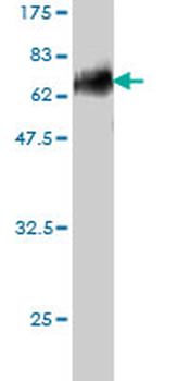 DLX3 monoclonal antibody (M01), clone 4F8