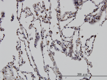 DLX2 monoclonal antibody (M02), clone 4B9