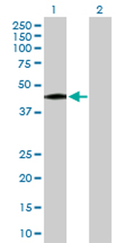DLST purified MaxPab rabbit polyclonal antibody (D01P)