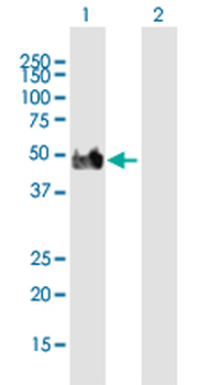 DLST purified MaxPab mouse polyclonal antibody (B01P)