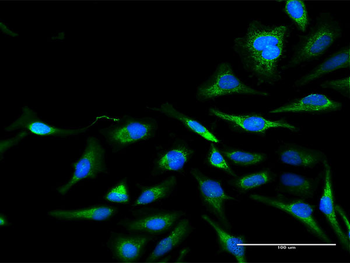 DLAT purified MaxPab rabbit polyclonal antibody (D01P)