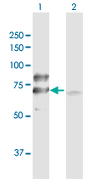 DLAT purified MaxPab rabbit polyclonal antibody (D01P)