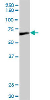 DLAT purified MaxPab mouse polyclonal antibody (B01P)