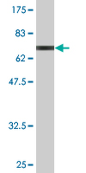 SEPT1 monoclonal antibody (M03), clone 1F12