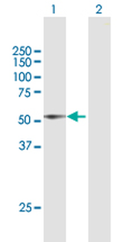DIAPH1 purified MaxPab mouse polyclonal antibody (B02P)