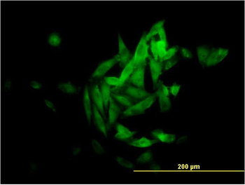 NQO1 monoclonal antibody (M01), clone 1E3-A6