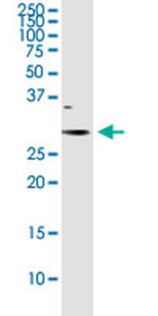 NQO1 purified MaxPab rabbit polyclonal antibody (D01P)
