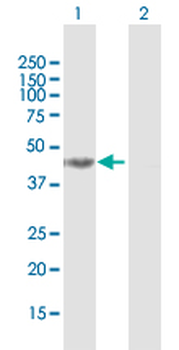 DHPS purified MaxPab mouse polyclonal antibody (B02P)