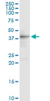 DFFA MaxPab rabbit polyclonal antibody (D01)