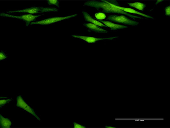 DFFA MaxPab rabbit polyclonal antibody (D01)