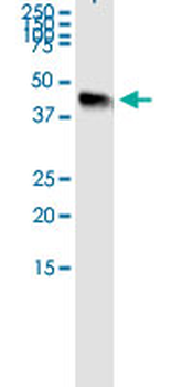 DFFA MaxPab rabbit polyclonal antibody (D01)