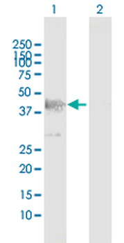 DFFA MaxPab rabbit polyclonal antibody (D01)
