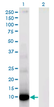 DEFA6 monoclonal antibody (M01), clone 2D2