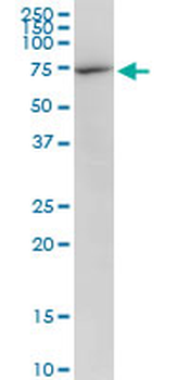 DDX5 purified MaxPab mouse polyclonal antibody (B01P)
