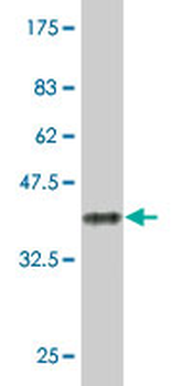 GADD45A monoclonal antibody (M01), clone 3D12