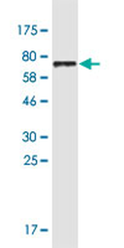 DDC monoclonal antibody (M18), clone 8E8
