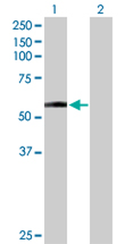 DDC purified MaxPab rabbit polyclonal antibody (D01P)