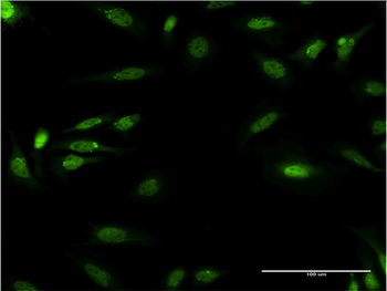DDB1 monoclonal antibody (M01), clone 4C5