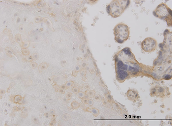 DCTD monoclonal antibody (M01), clone 4B9