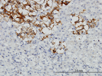DCN monoclonal antibody (M01), clone 3H4-1F4